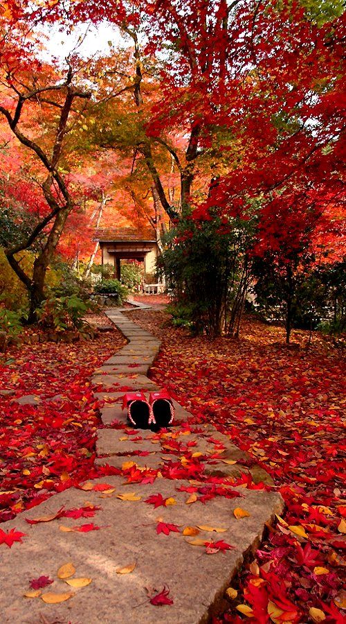 Văn hoá – Phong cảnh – Mùa thu ở Kyoto | Học tiếng Nhật cùng Kaoruri